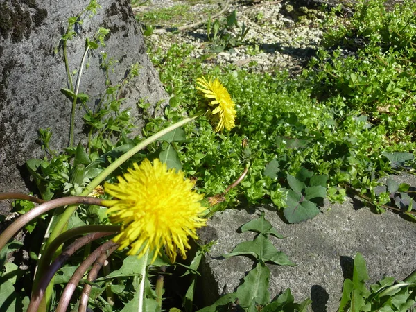 緑の草原に黄色いタンポポの花を咲かせます 高品質の写真 — ストック写真