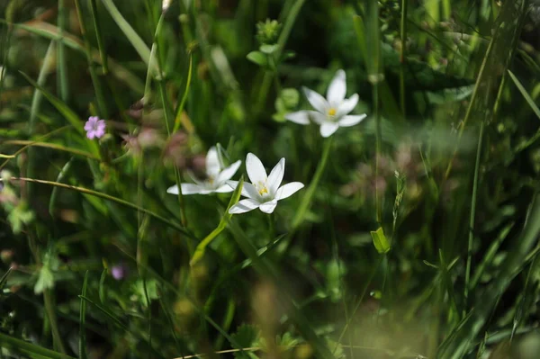 Edelweiss Bloem Groene Weide Hoge Kwaliteit Foto — Stockfoto