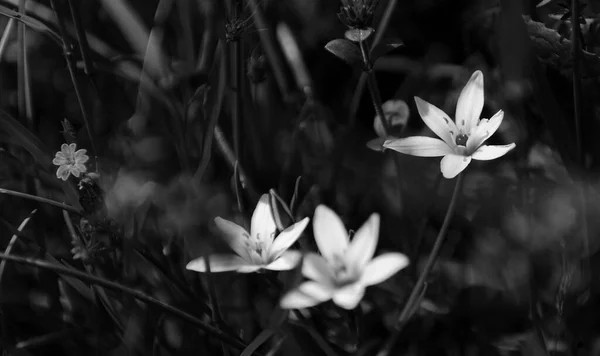 Edelweiss Λουλούδι Στο Πράσινο Λιβάδι Υψηλής Ποιότητας Φωτογραφία — Φωτογραφία Αρχείου