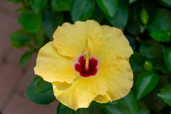 Gele Hawaiiaanse Hibiscus Tuin Hoge Kwaliteit Foto — Stockfoto