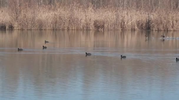 Starling Coots Swim Cronovilla Nature Reserve Parma Italy — Stock video