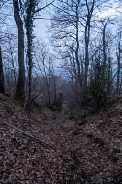 Sonbaharda yaprakları dökülen bir meşe ormanında patika. Yüksek kalite fotoğraf