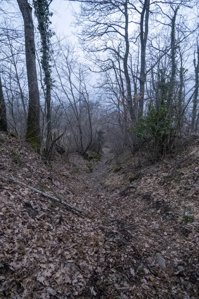 Fußweg Einem Eichenwald Mit Abgefallenen Blättern Herbst Hochwertiges Foto — Stockfoto