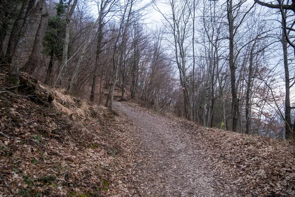 Sentier Pédestre Dans Une Forêt Chênes Aux Feuilles Tombées Automne — Photo