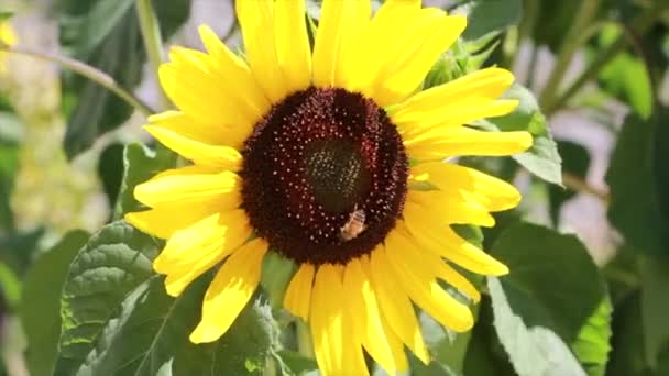 Lebah Mencari Serbuk Sari Pada Indah Bunga Matahari Pertengahan Musim — Stok Video