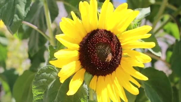 Včela Hledá Pyl Krásné Slunečnice Létě — Stock video