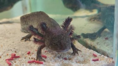 Akvaryumda beslenen Axolotl 'un vahşi bir örneği.