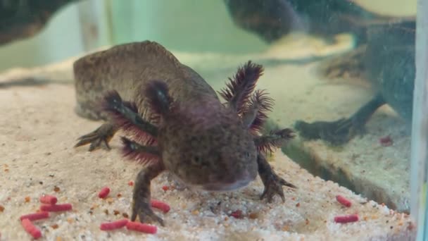 Spécimen Sauvage Axolotl Qui Nourrit Dans Aquarium Maison — Video