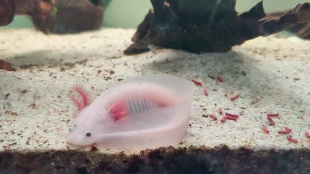 White Specimen Axolotl Feeds Home Aquarium — Stock Video