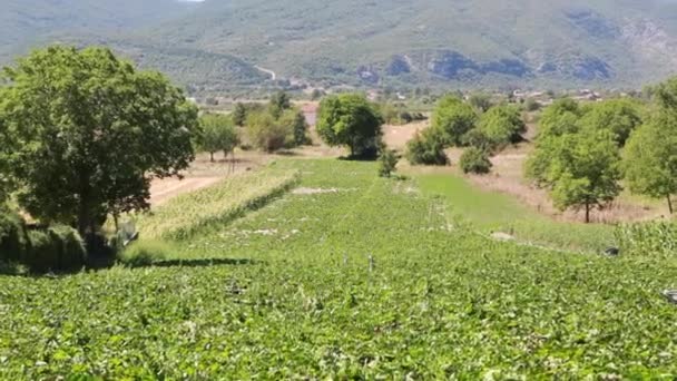 Cultivated field in the Conca del Fucino Abruzzo Italy — Stock Video