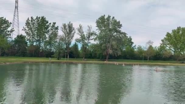 Campogalliano Modena的Curiel湖绿洲，有植被和鸭子 — 图库视频影像