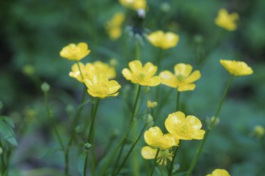 Sarı Ranunculus tarlası pişman oldu, çiçek açtı. Yüksek kalite fotoğraf