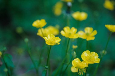 Sarı Ranunculus tarlası pişman oldu, çiçek açtı. Yüksek kalite fotoğraf