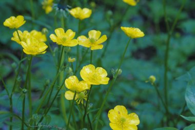 Sarı Ranunculus tarlası pişman oldu, çiçek açtı. Yüksek kalite fotoğraf