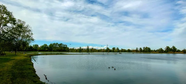 Campogalliano Modena的Curiel湖绿洲 有植被和鸭子 高质量的4K镜头 — 图库照片