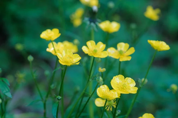 Поле Жовтого Ранункула Відновлюється Цвітіння Високоякісна Фотографія — стокове фото