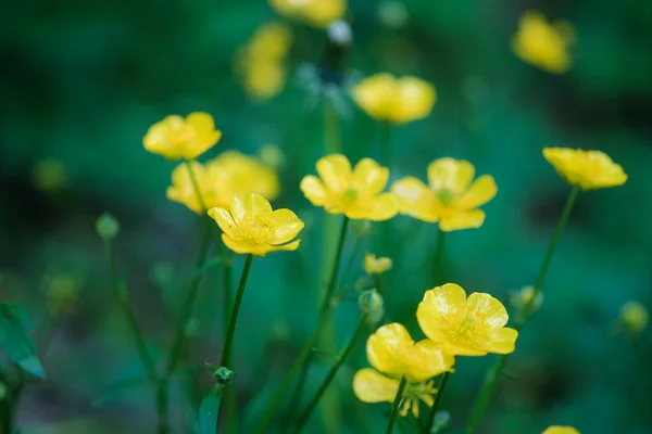 Campo Amarelo Ranunculus Repens Flor Foto Alta Qualidade — Fotografia de Stock