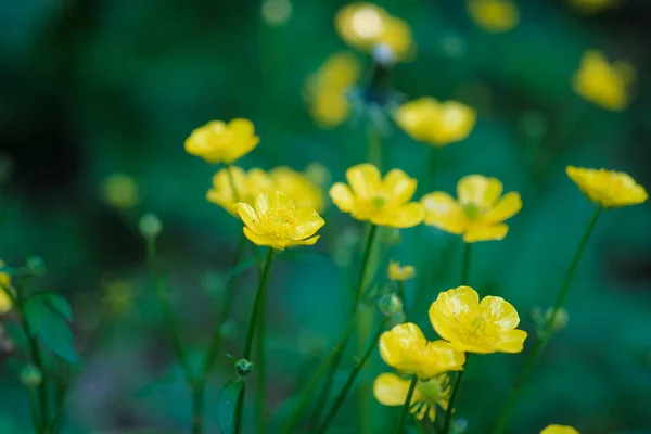 Поле Жовтого Ранункула Відновлюється Цвітіння Високоякісна Фотографія — стокове фото