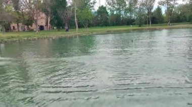 Campogalliano Modena 'daki Curiel göllerinin vahasında bitki ve ördekler var.