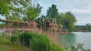 Campogalliano Modena 'daki Curiel göllerinin vahasında bitki ve ördekler var.