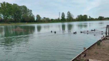 Campogalliano Modena 'daki Curiel göllerinin vahasında bitki ve ördekler var.