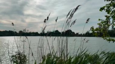 Campogalliano Modena 'daki Curiel göllerinin vahasında bitki ve ördekler var.