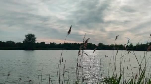 Oasi dei laghi Curiel a Campogalliano Modena con vegetazione e anatre — Video Stock