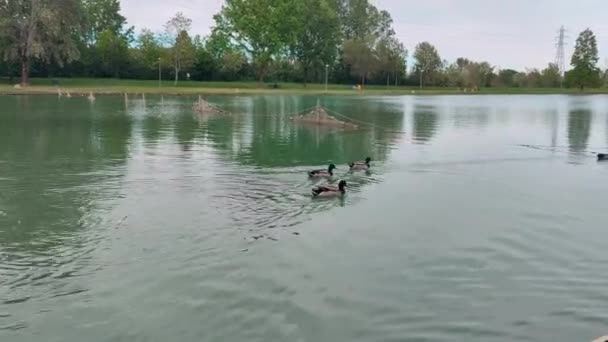 Oásis dos lagos Curiel em Campogalliano Modena com vegetação e patos — Vídeo de Stock