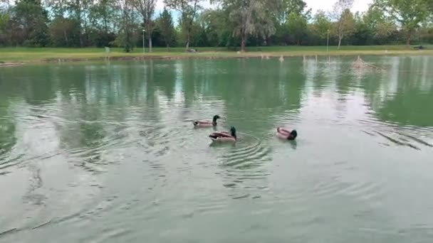 Oasis de los lagos Curiel en Campogalliano Modena con vegetación y patos — Vídeos de Stock