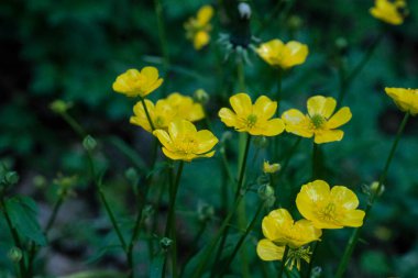 Sarı Ranunculus tarlası pişman oldu, çiçek açtı. Yüksek kalite fotoğraf