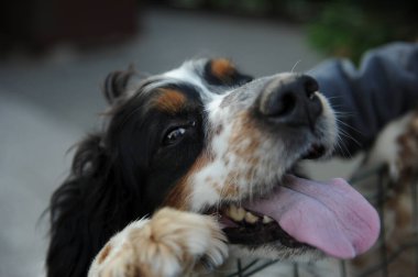 Siyah turuncu ve beyaz spanyel köpek portresi. Yüksek kalite fotoğraf