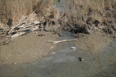 Montecchio Köprüsü 'nden Enza River ördek ve yaban ördekleriyle Emilia Reggio Emilia. Yüksek kalite fotoğraf