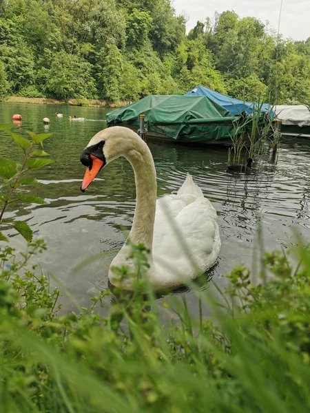 Piękny Biały Łabędź Nad Jeziorem Garda Wysokiej Jakości Zdjęcie — Zdjęcie stockowe