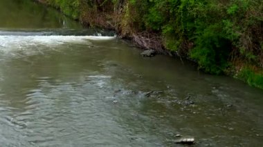 Torino Nehri Po Şelalesi Grebe 'nin balık avlamak için daldığı yer