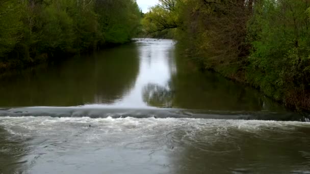 Turin River Waterfall Grebe Dives Fish — 비디오