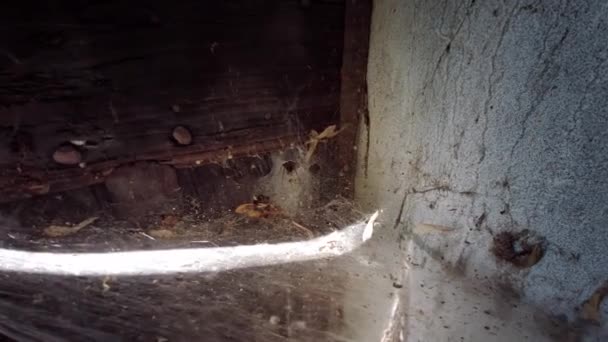Groot Spinnenweb Verlaten Huis — Stockvideo