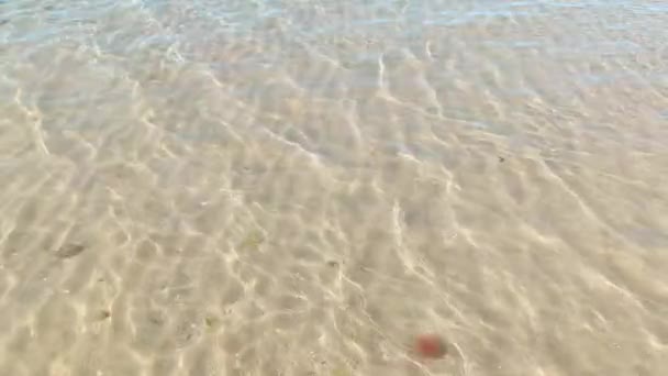 Onde Nelle Acque Poco Profonde Della Spiaggia Cattolica Rimini Mare — Video Stock