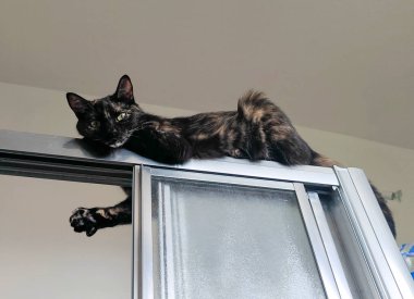 Banyoda duşun kenarındaki evcil kedi. Yüksek kalite fotoğraf