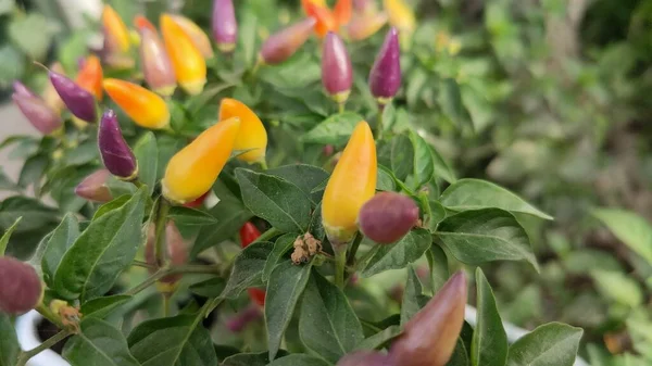 Plantera Blad Och Blommor Färgglada Små Chili Högkvalitativt Foto — Stockfoto