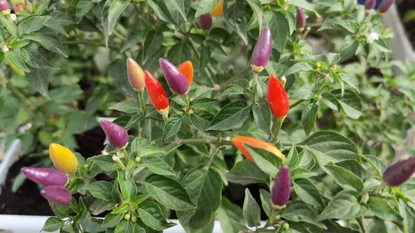 Planta Hojas Flores Coloridos Chiles Pequeños Foto Alta Calidad — Foto de Stock