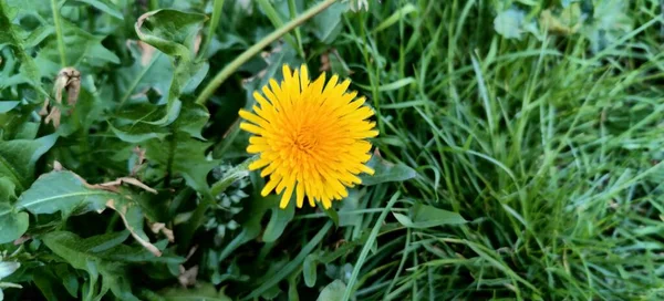 Belle Fleur Pissenlit Fleuri Dans Prairie Verte Photo Haute Qualité — Photo