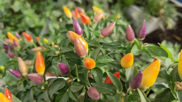 Plant Leaves Flowers Colorful Small Chillies High Quality Photo — 스톡 사진