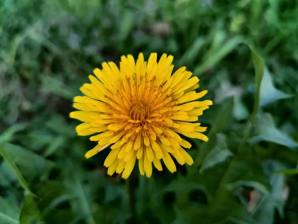 Schöne Blühende Löwenzahnblüte Auf Der Grünen Wiese Hochwertiges Foto — Stockfoto