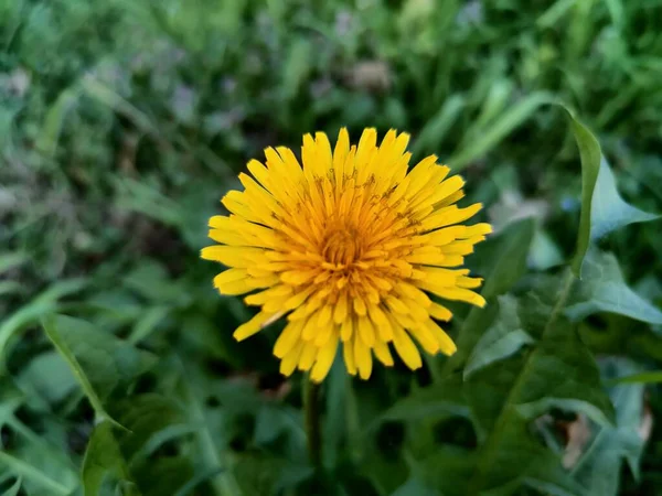 Beautiful Blossomed Dandelion Flower Green Meadow High Quality Photo — Stock Photo, Image