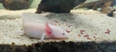 Akvaryumda beslenen beyaz axolotl numunesi. Yüksek kalite fotoğraf