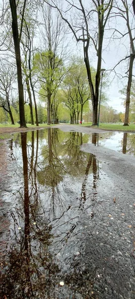 Reflexion Von Pflanzen Und Bäumen Pfützen Nach Regen Hochwertiges Foto — Stockfoto