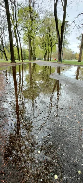 Reflexion Von Pflanzen Und Bäumen Pfützen Nach Regen Hochwertiges Foto — Stockfoto