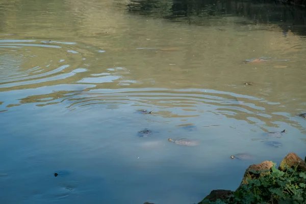 Danau Villa Doria Pamphili Roma Ikan Dan Ikan Mas Foto — Stok Foto