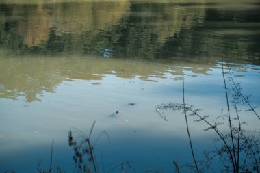 Roma 'da Villa Doria Pamphili Gölü, balık ve sazan. Yüksek kalite fotoğraf