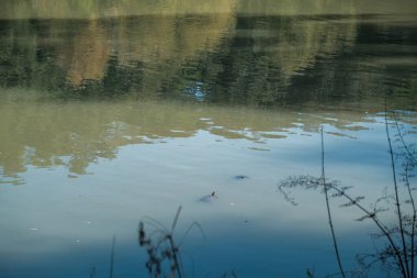 Roma 'da Villa Doria Pamphili Gölü, balık ve sazan. Yüksek kalite fotoğraf